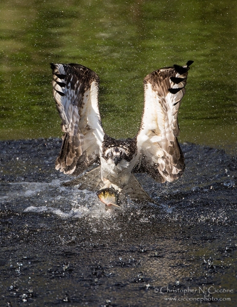 Osprey