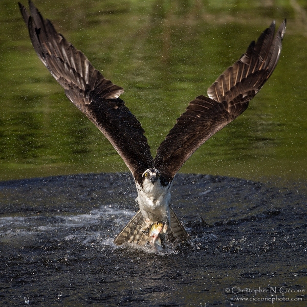 Osprey