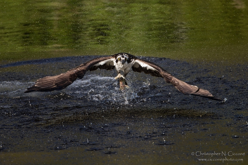 Osprey