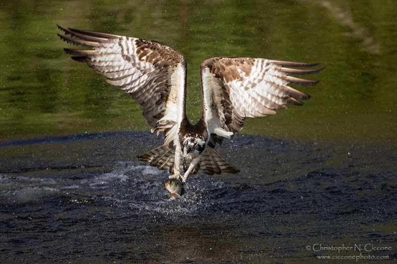 Osprey