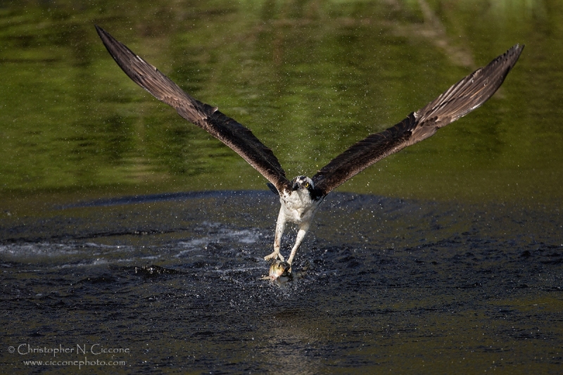 Osprey