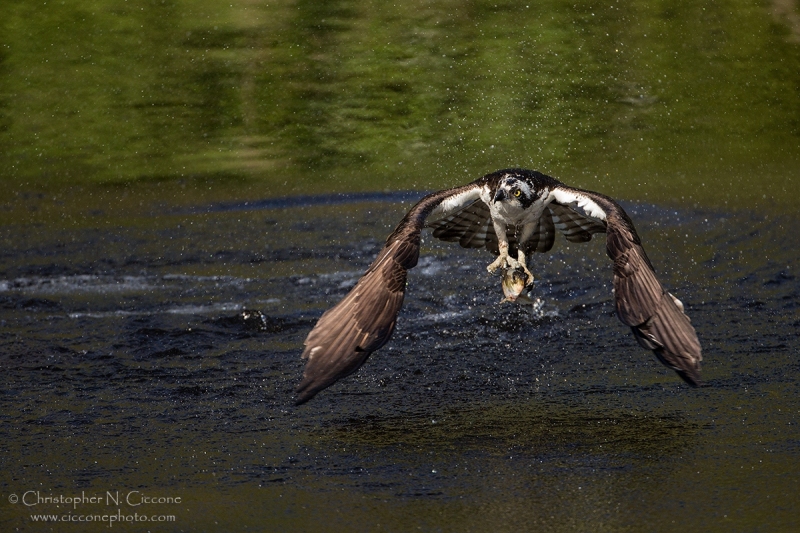 Osprey