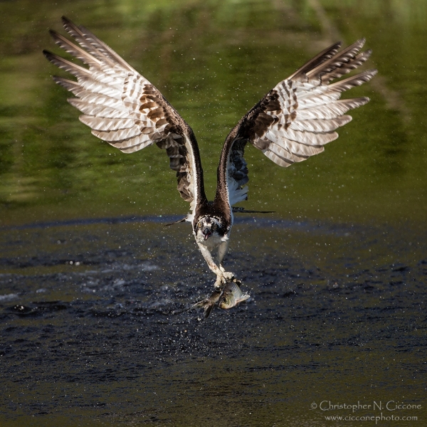 Osprey