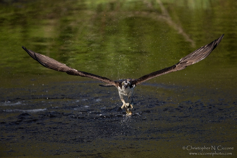 Osprey