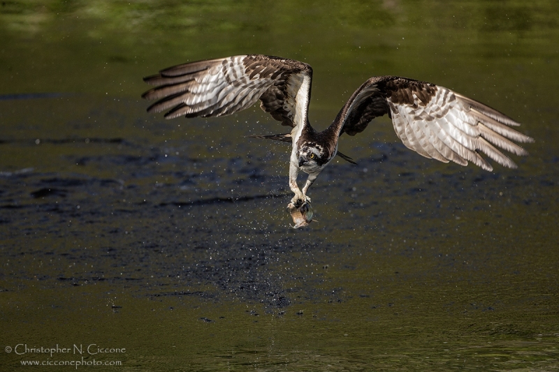 Osprey