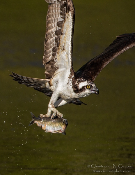 Osprey