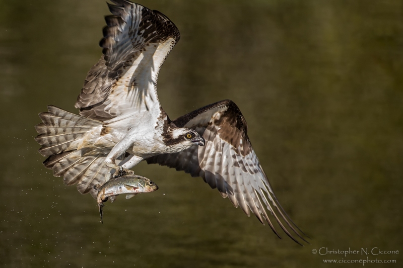 Osprey