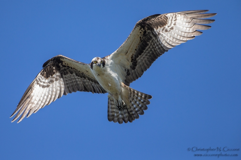 Osprey