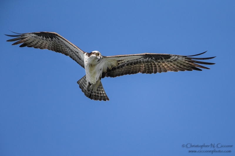 Osprey