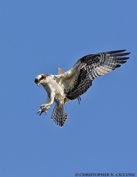 Osprey