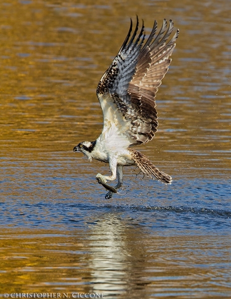 Osprey