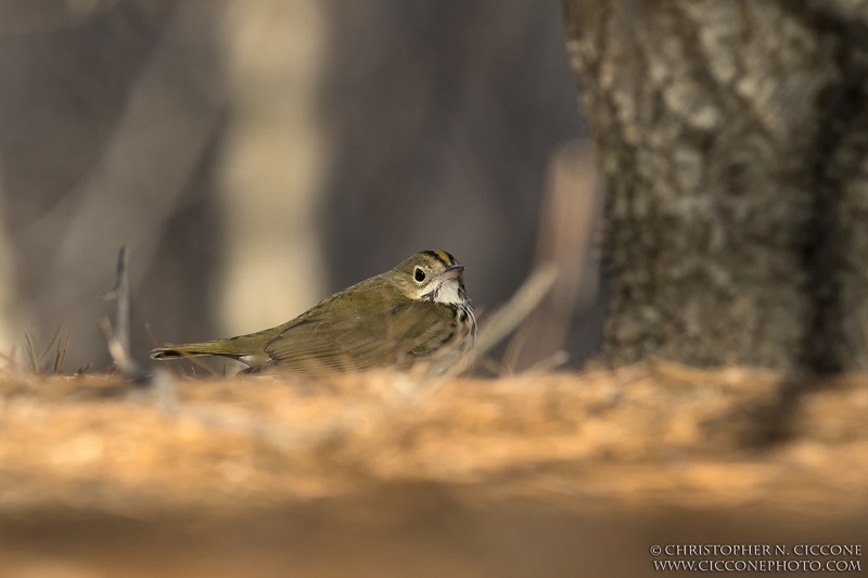 Ovenbird