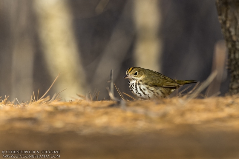 Ovenbird