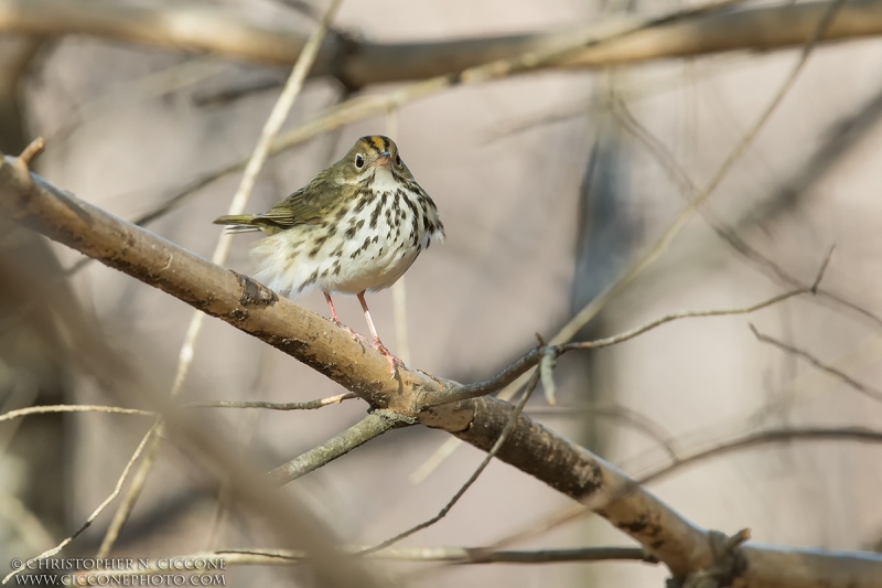 Ovenbird