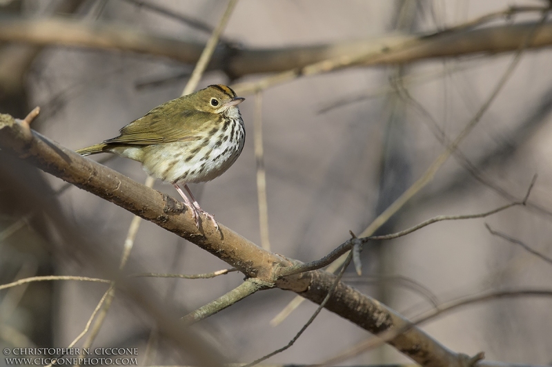 Ovenbird