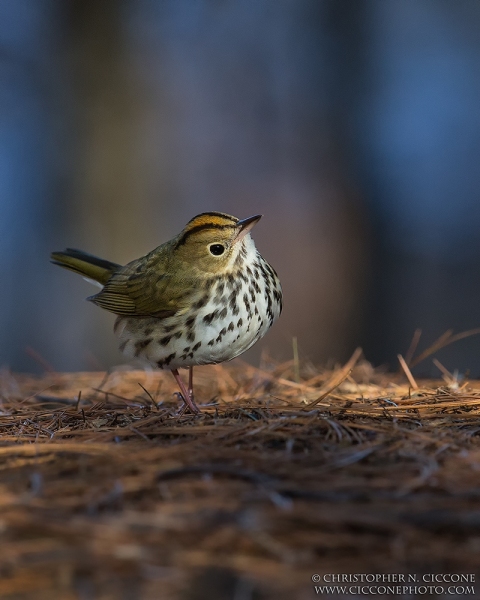 Ovenbird