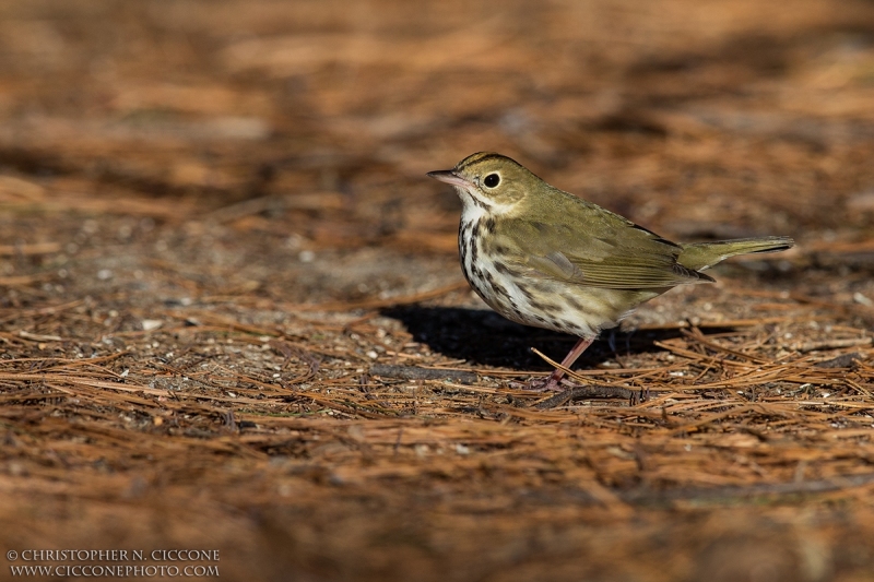 Ovenbird