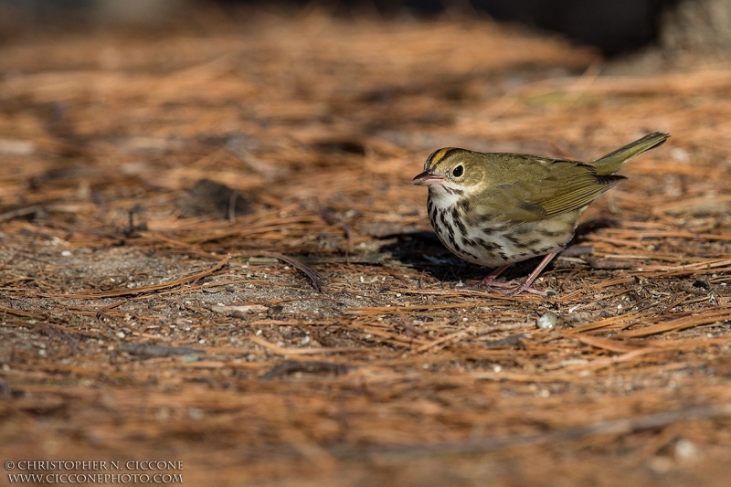 Ovenbird