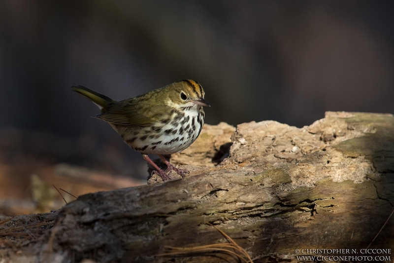 Ovenbird