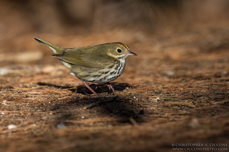 Ovenbird