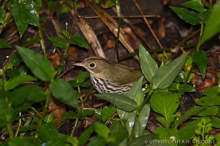 Ovenbird