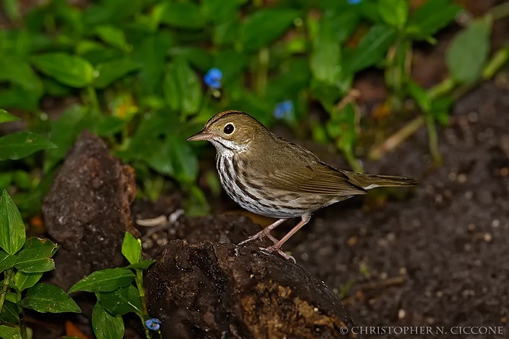 Ovenbird