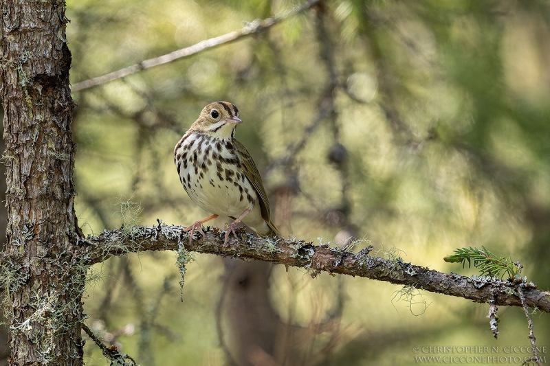 Ovenbird