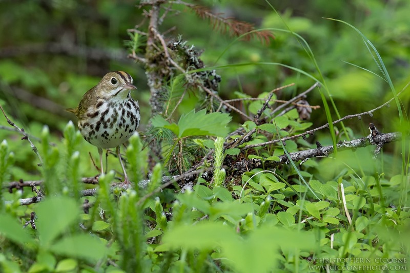 Ovenbird