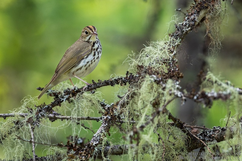 Ovenbird