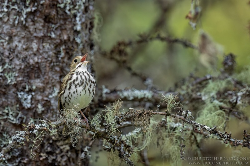 Ovenbird