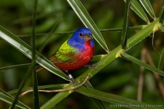 Painted Bunting