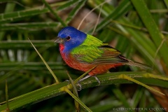 Painted Bunting