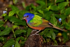 Painted Bunting