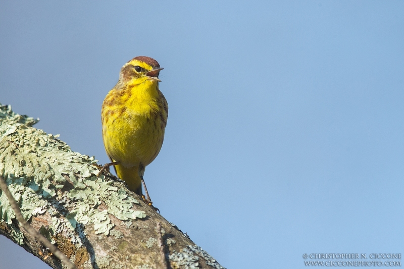 Palm Warbler