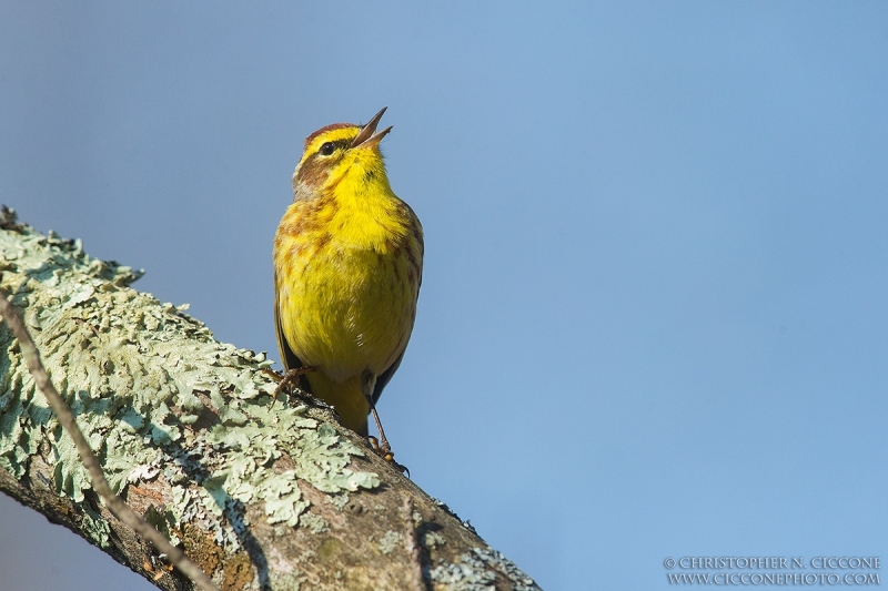 Palm Warbler