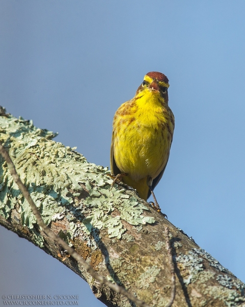 Palm Warbler