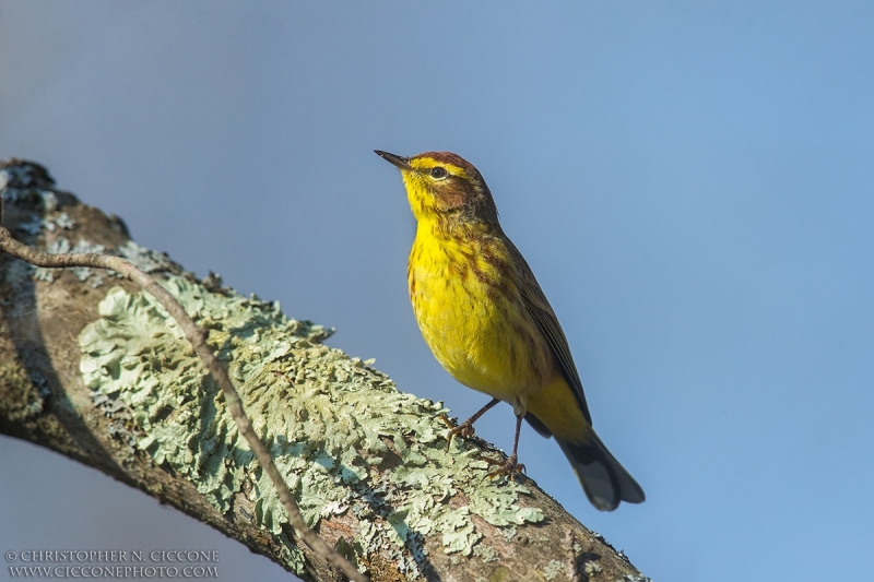 Palm Warbler