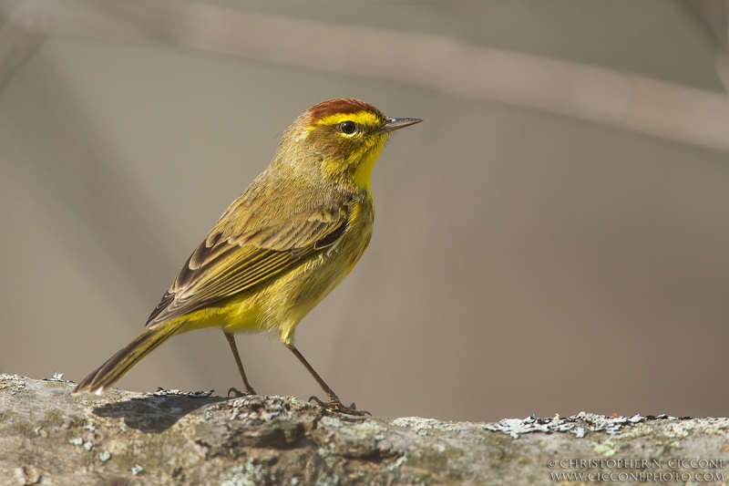 Palm Warbler