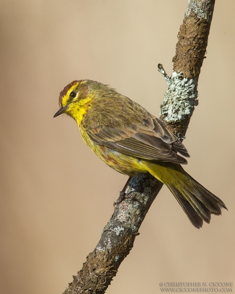 Palm Warbler