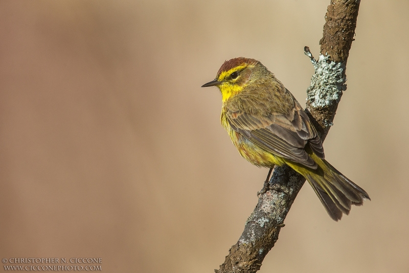 Palm Warbler