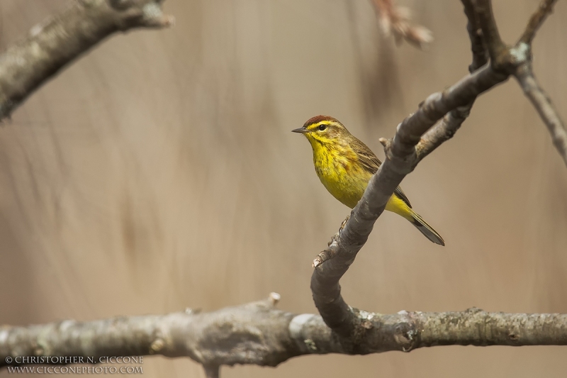 Palm Warbler