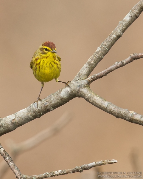 Palm Warbler