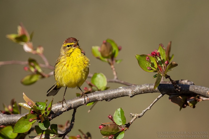 Palm Warbler