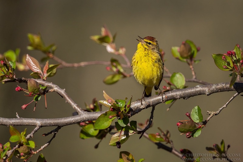 Palm Warbler