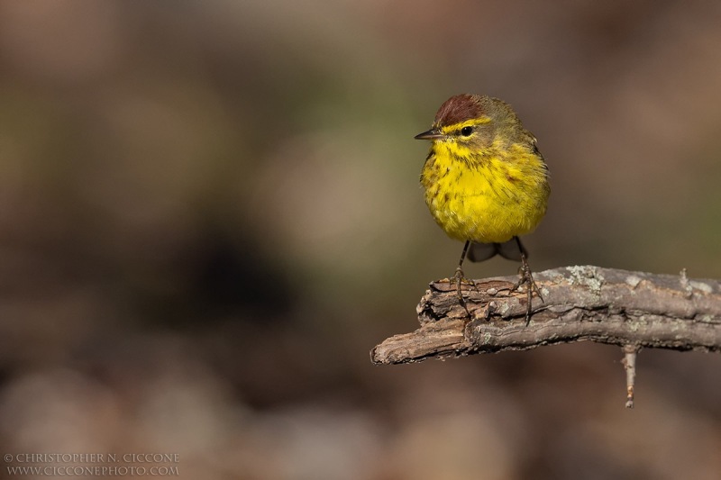 Palm Warbler