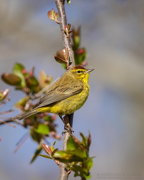 Palm Warbler