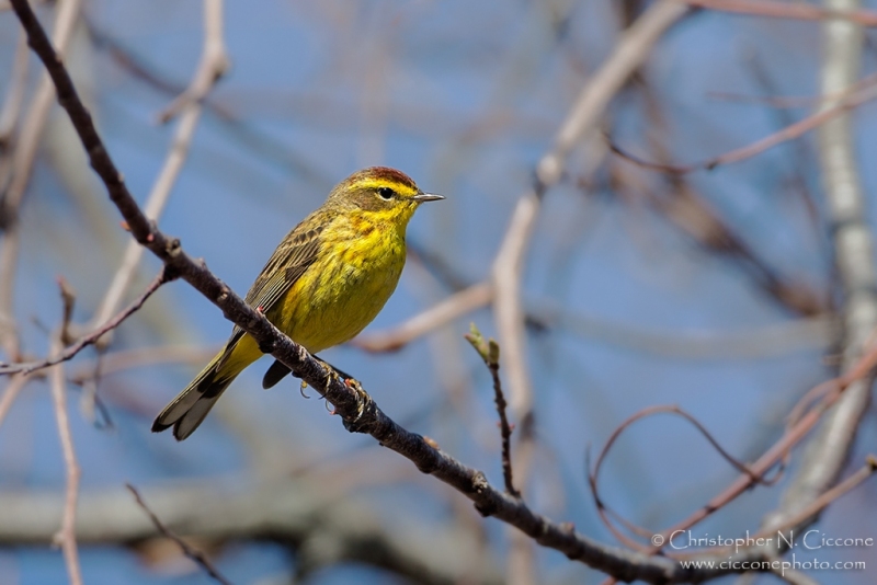 Palm Warbler