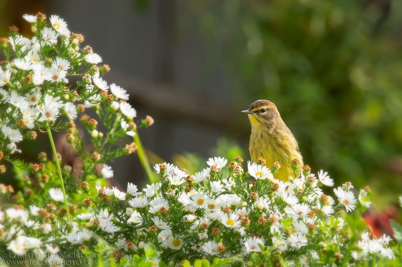 Palm Warbler