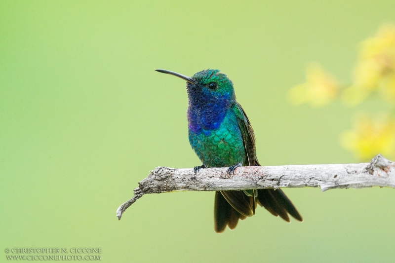 Sapphire-throated Hummingbird