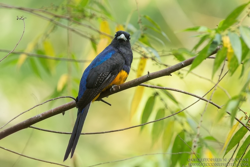 White-tailed Trogon